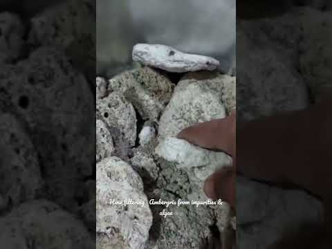 تنظيف العنبر من الشوائب والطحالب