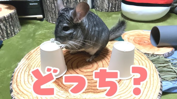 チンチラ 気持ちよさそうに尻尾をふりふり チンチラの砂浴び集 Collection Of Cute Bathing Scenes Of Chinchilla Youtube チンチラ 気持ちよさそうに尻尾をふりふり チンチラの砂浴び集 Collection Of Cute Bathing Scenes Of Chinchilla Youtube