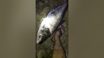 Câu đêm được cá mè khủng #fishing #caucathugian #carpfishing