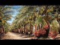 कैसे की जाति है खजूर की खेती | खजूर का खेत और फसल | Dates Palm Farm and Harvest - Dates Processing.