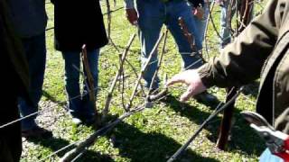 How to Prune a Wine Grape Vine (Spur Pruning) - 3 of 5