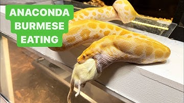 Feeding BIG SNAKES  -2 ANACONDAS / BURMESE PYTHON . IMG VPI Boa Constrictor Sheds  more Reptiles