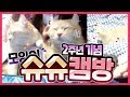 캠방은 내가 했는데 인기는 고양이가 모잉 