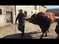 Jumbo, taureau sélectionné pour le concours de la race limousine au salon de l'agriculture 2018
