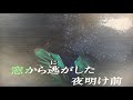 哀の河(原唱森進一)周天成唄
