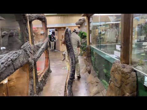 Video: Burman Python - Python Bivittatus -matelijarotu, Allergiatestattu, Terveyttä Ja Elämää