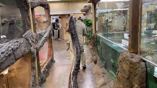 World Record Burmese Python?! Prehistoric Pets