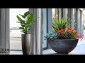 DECORACIÓN TENDENCIA 2025! LAS MASETAS Y PLANTAS QUE HARÁN LUCIR TU CASA FRESCA Y ACOGEDORA