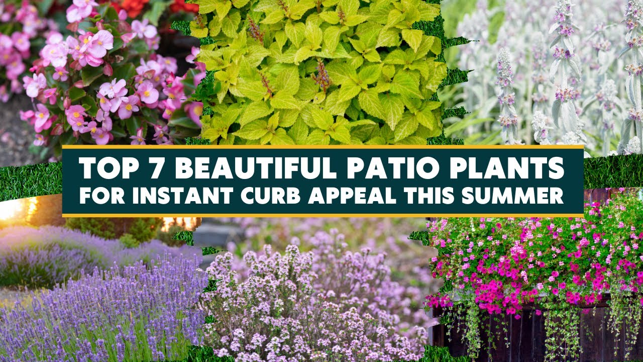 Top 7 Gorgeous Heat-Tolerant Plants That Will Survive in the Summer 🌻🌼🌞