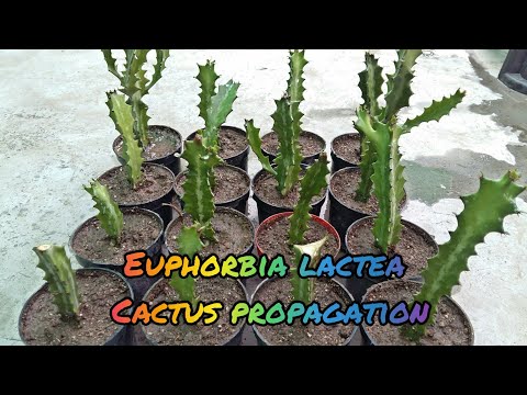 ቪዲዮ: ሳይፕረስ Euphorbia (20 ፎቶዎች) - በመሬት ገጽታ ንድፍ ፣ በመትከል እና በእንክብካቤ ውስጥ የሳይፕረስ Euphorbia አጠቃቀም