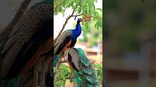 Download Lagu Butifull Peacock🦚 #peacock #birds #viral MP3