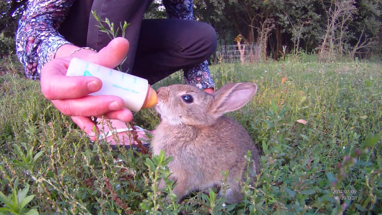 Lapin De Garenne De 7 Semaines Youtube