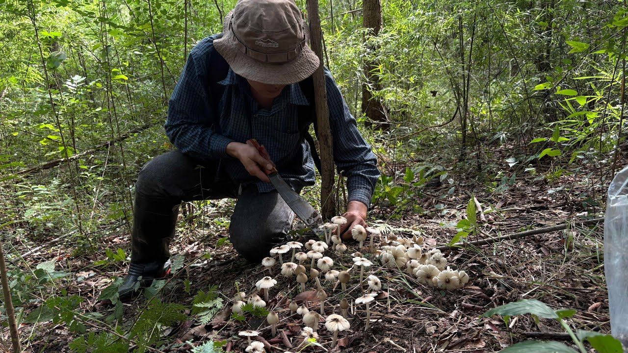 ลุยป่าเก็บเห็ดโคนดอกเล็ก สวนผึ้งราชบุรี