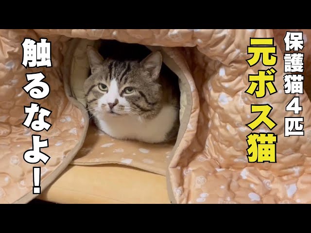 This is your chance to pet the former violent boss cat! - YouTube