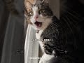 #ニャロメのうた #大野進 #cat #猫のいる暮らし #歌 #歌詞有 #昭和歌謡 #catvideos