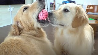 Retriever Had To Be Misunderstood As The Agitator To Nurse Her Brother (Part 2) | Kritter Klub