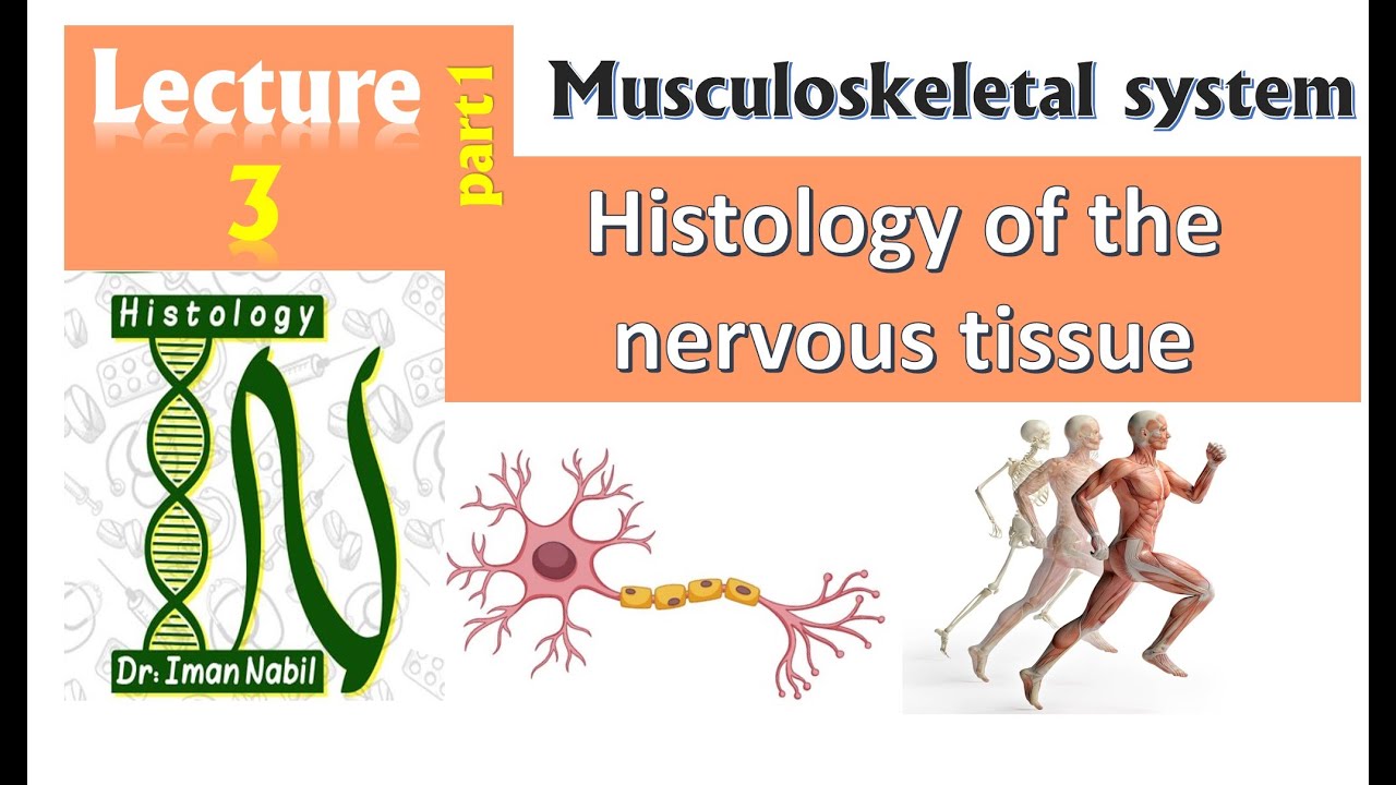 3a-Histology of Nervous tissue part1-Musculoskeletal system