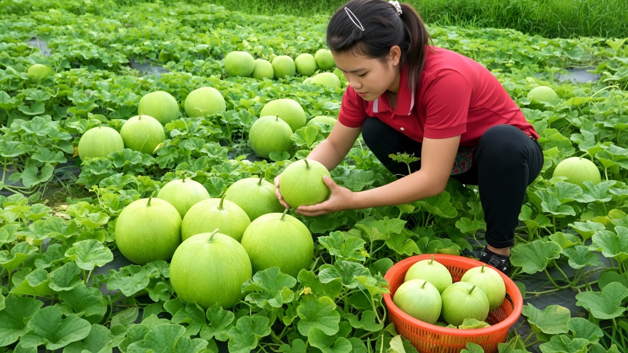 Harvesting and selling cantaloupes - Renovating the house with my boyfriend, a peaceful rural life