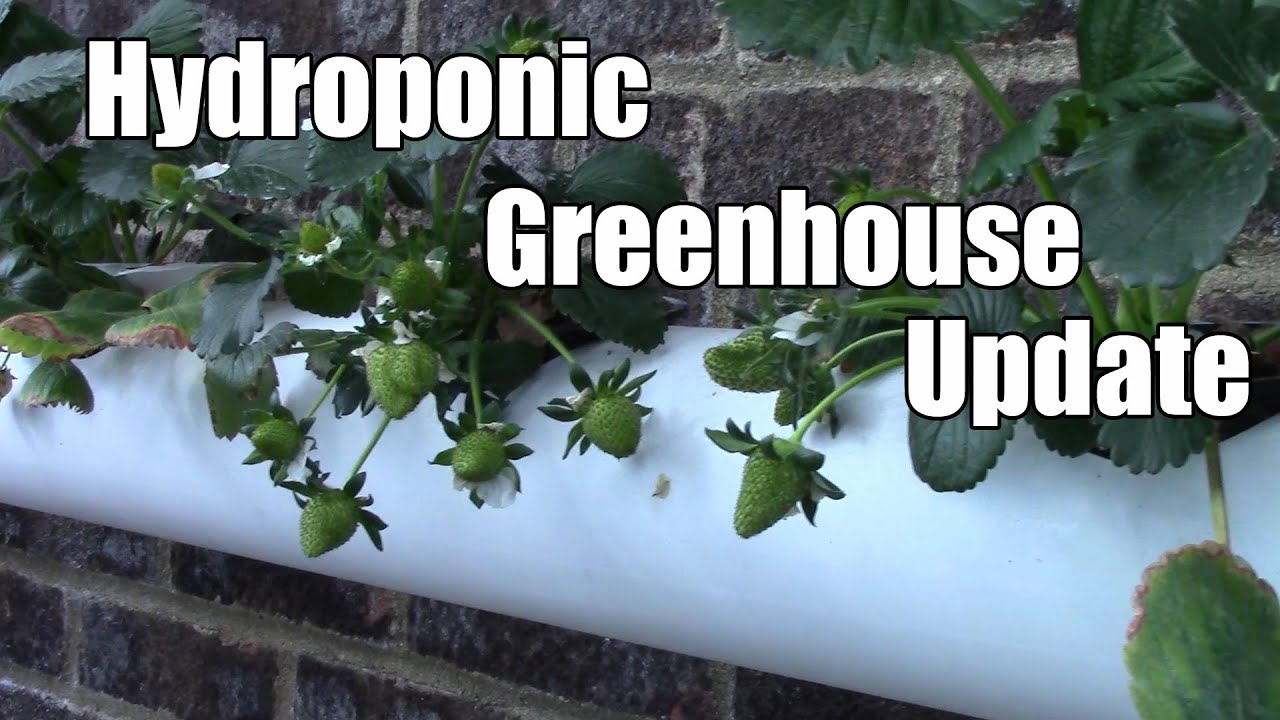 Hydroponics Update 17th April 2016 Smoke bombs in the greenhouse