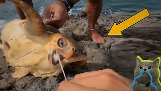 TORTUGAS MARINAS Afectadas por la CONTAMINACIÓN de PLÁSTICO en el MAR 🐢 Rescate de Animales #26