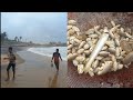 Fresh sand fleas sand crabs youtube
