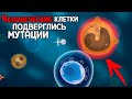 КОЛОНИЯ БАКТЕРИЙ ВЛИЯЕТ НА КЛЕТКИ ЧЕЛОВЕКА ( Infectious )