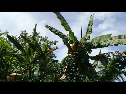 Video: Ar bananų augalas gali užauginti vaisius: kaip priversti bananmedžius duoti vaisių
