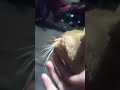 #cat