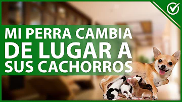 ¿Por qué una perra muge a sus cachorros?