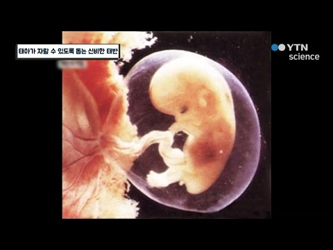 태아가 자랄 수 있도록 돕는 신비한 태반 / YTN 사이언스