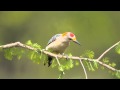 Bird Photography Workshop