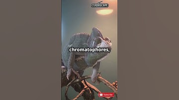 How Chameleons Change Color: The Science! #facts #science #animals