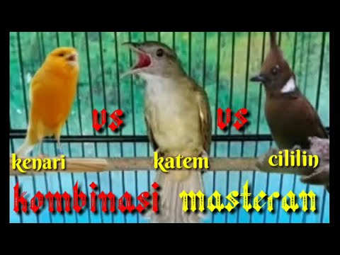 MASTERAN KOMBINASI KAPAS TEMBAK DAN CILILIN