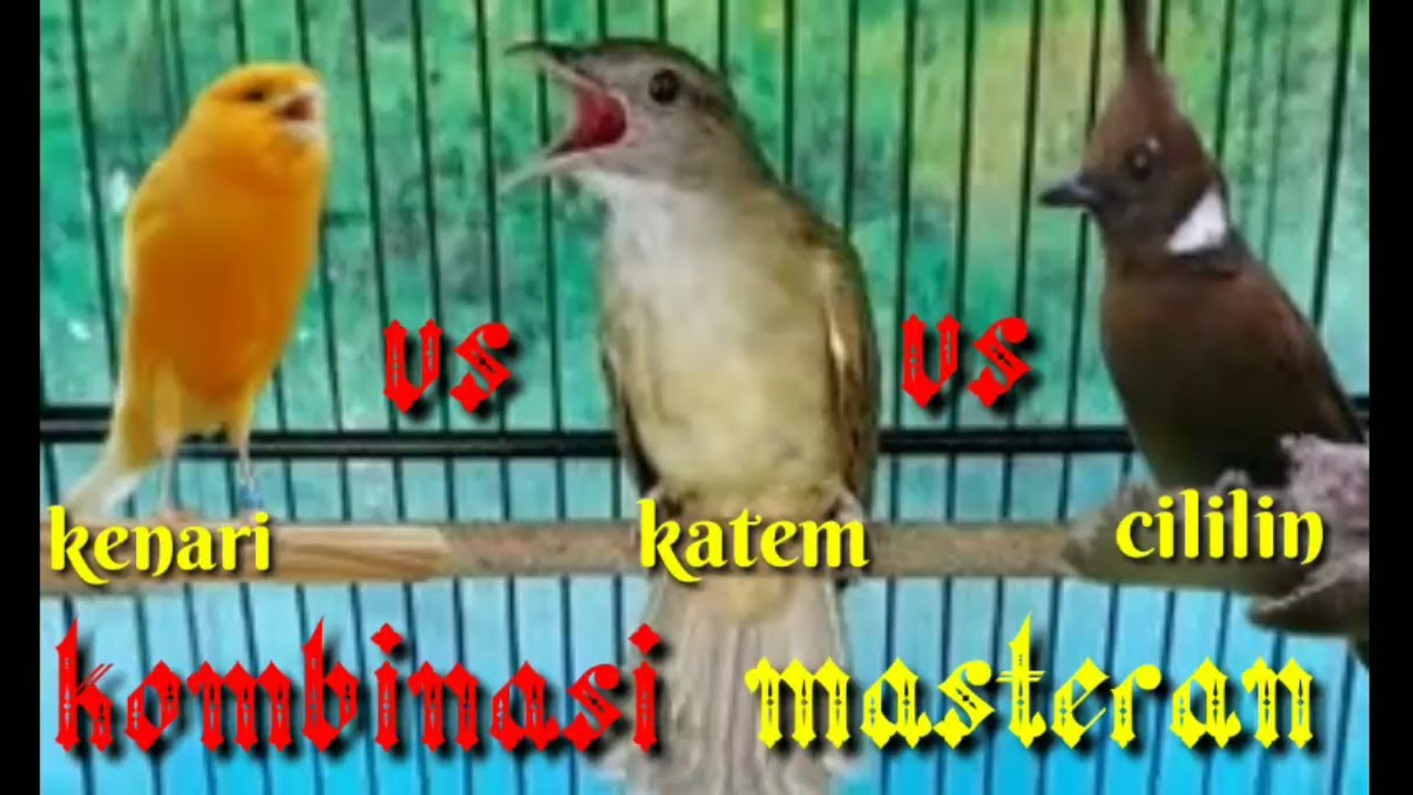 MASTERAN KOMBINASI cililin,kapas tembak dan kenari