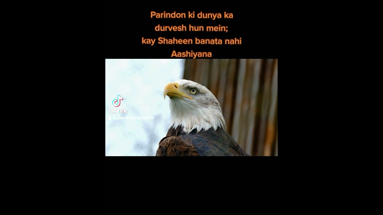 Shaheen – The Bird of Prey