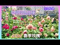 【25品種】玫瑰陸續瘋狂花開了!25品種介紹與花況進度紀錄!一起賞花~🌹#Erin玫瑰花園#園芸#バラ#gardening (5月4.6日)