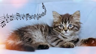 Calming Cat Lullabies 😻 De-Stress Your Kitty with Healing Piano Cat Music by Best for Cats 3,876 views 2 months ago 20 hours