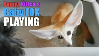 A Puppy, a Kitten and a Baby Fennec Fox