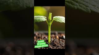 Papaya Growth Process