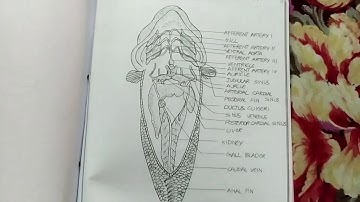 MSC Zoology second Semester Practical Record [General and Comparative endocrinology]