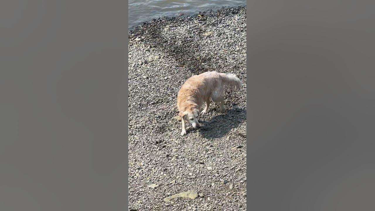 Dog Turns Around YouTube