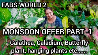 Monsoon offer part 1 Calathea, Caladium, Butterfly plants, Hanging plants, etc..... @FABSWORLD2
