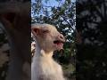 Cutest Goat Choir Ever!MAAAMAAA Madness!#viralvideo#cutefarmanimal