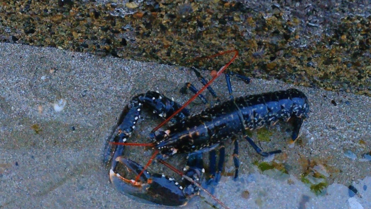 Why is this lobster on the Beach