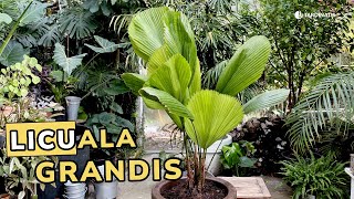 PALMA LICUALA GRANDIS: cuidados de la palmera más cara y hermosa // Jardinatis by Jardinatis 1,557 views 10 days ago 4 minutes, 12 seconds