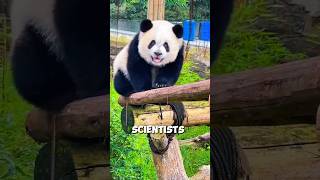 Panda poop and Facts #shorts #animals #panda #animallife #animalshorts #commentary #wildlife #pets