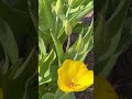 Sammi dorn garden EP #13 I am in USA
