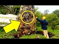 Las Raices De Este Arbol Mostraron un Descubrimiento Increible Luego De La Tormenta