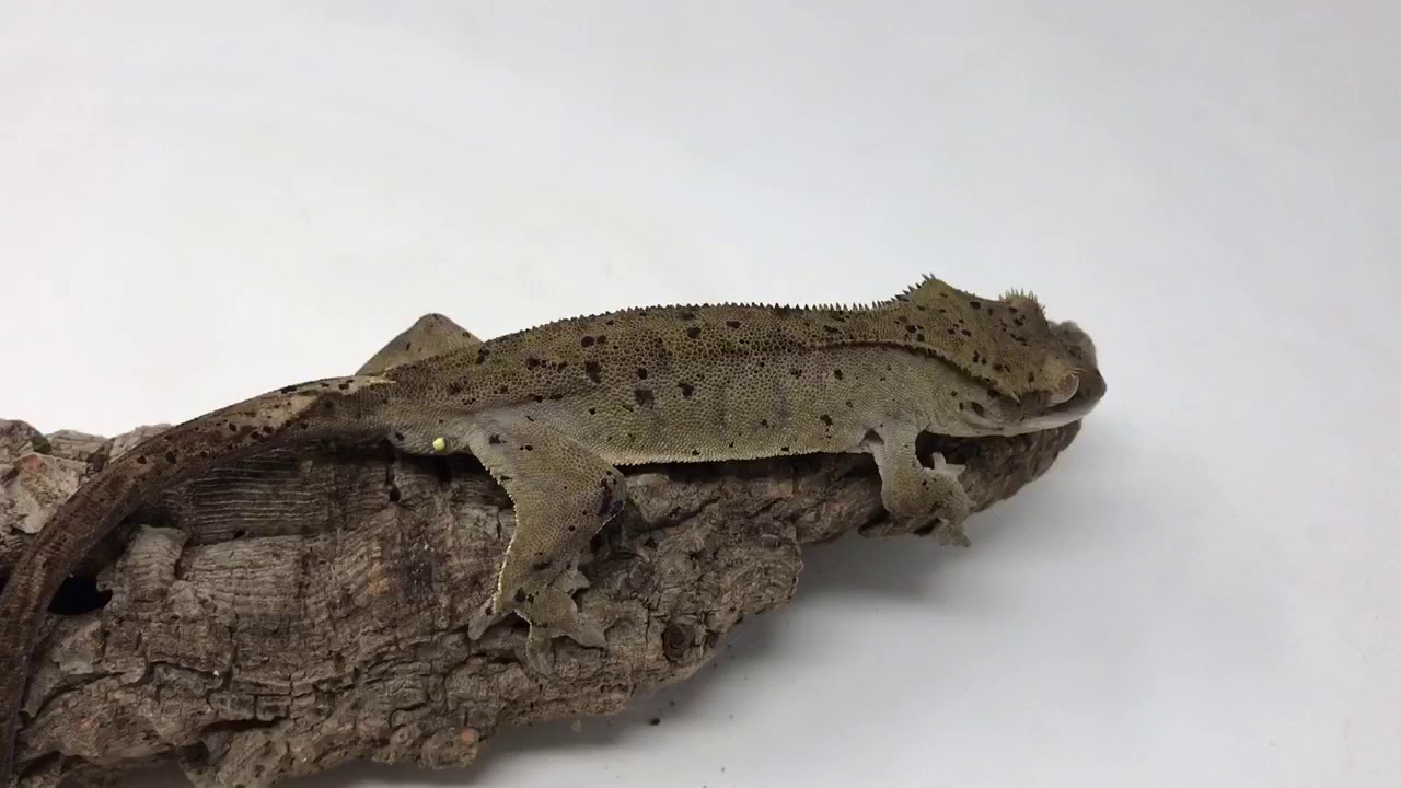 geckos food dalmatian crested gecko morphs for sale