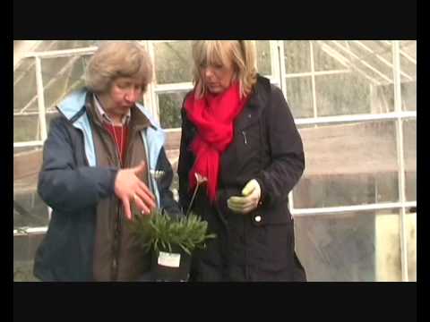 Video: Cape Marigold Plants – Osteospermum և Dimorphotheca բույսերի սորտեր